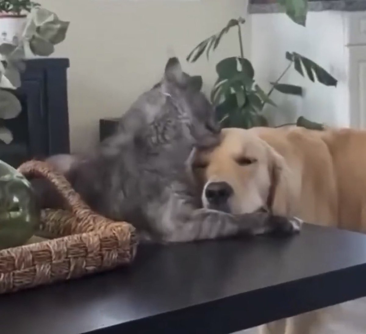 This Animal Made My Day tweet media