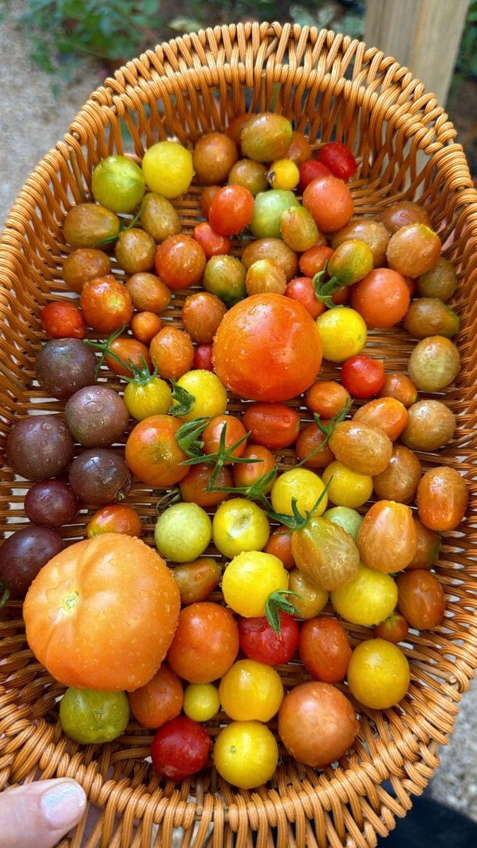 خراف الطماط و التوت