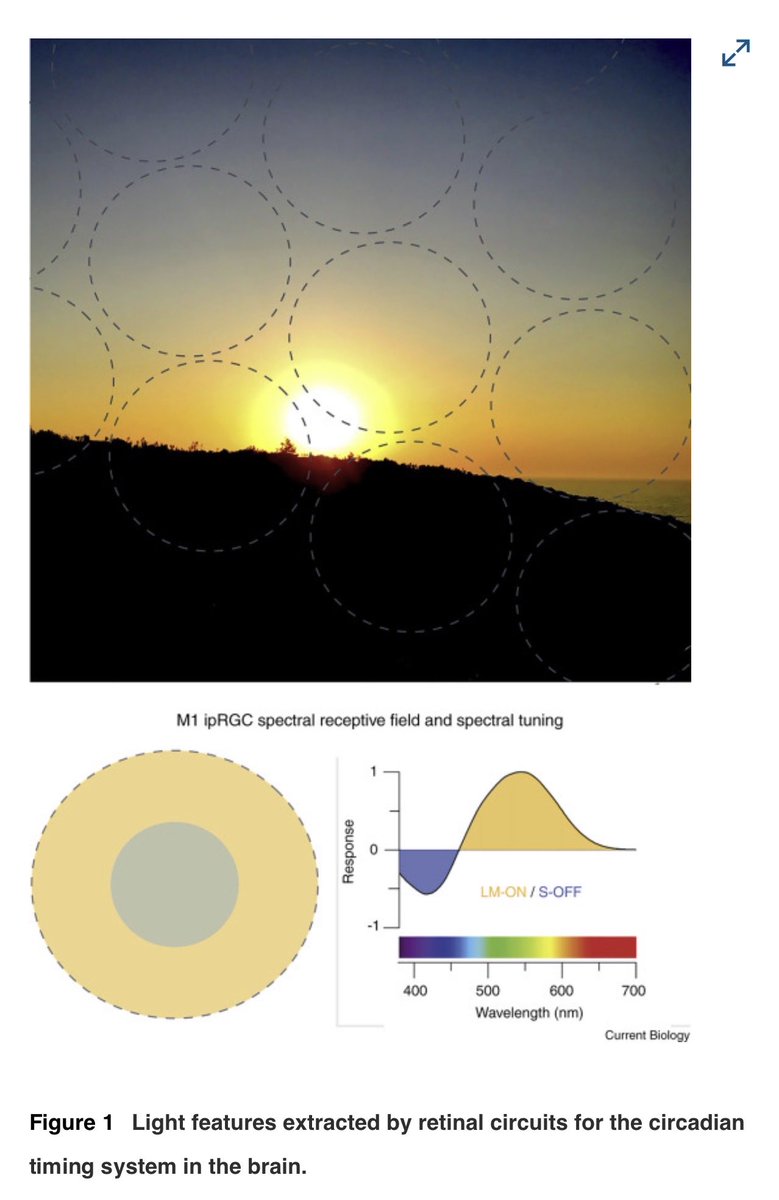 Andrew D. Huberman, Ph.D. tweet media