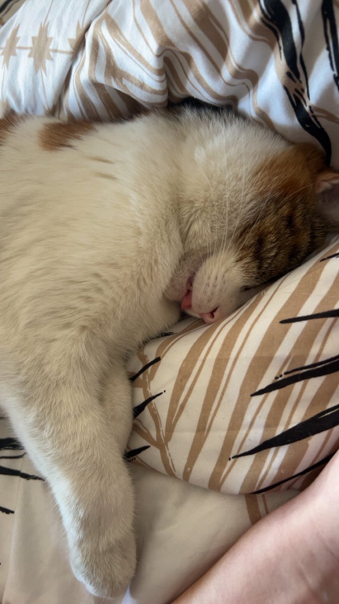 cutie paimon 🎀 tweet media