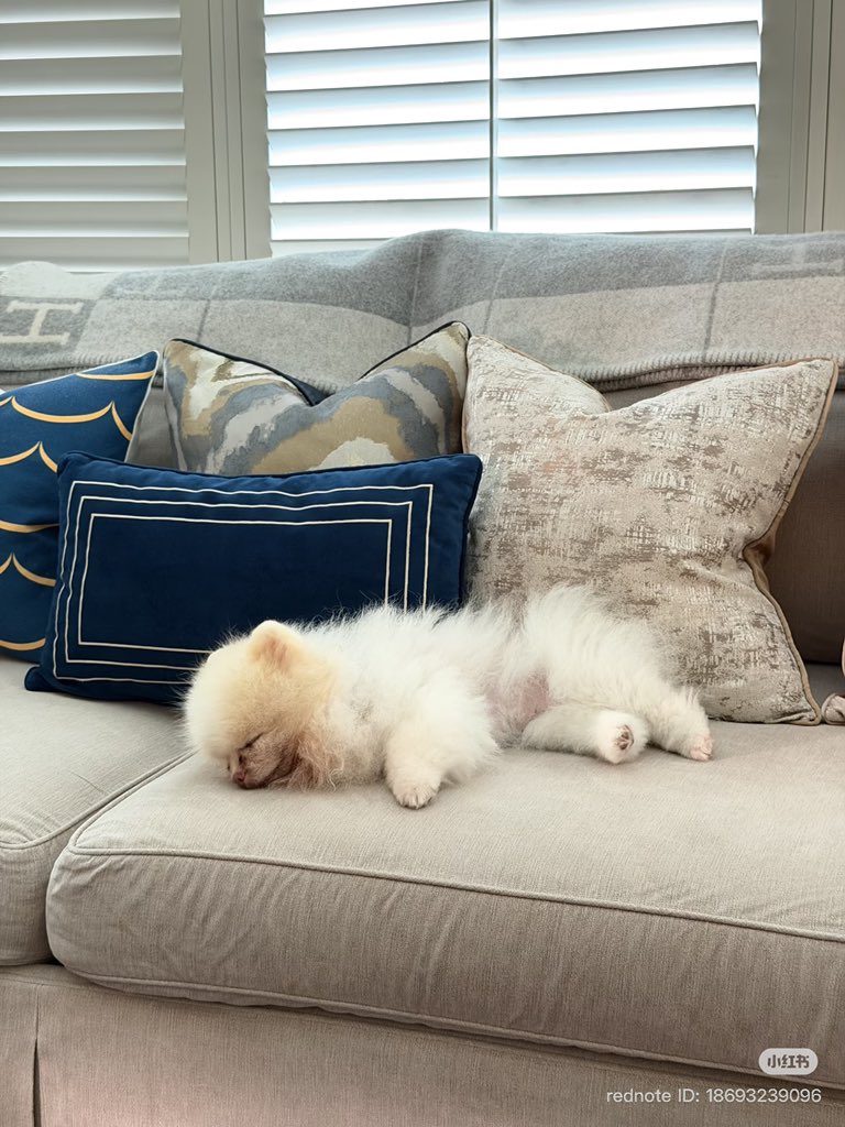 Miu Natsha Official tweet media