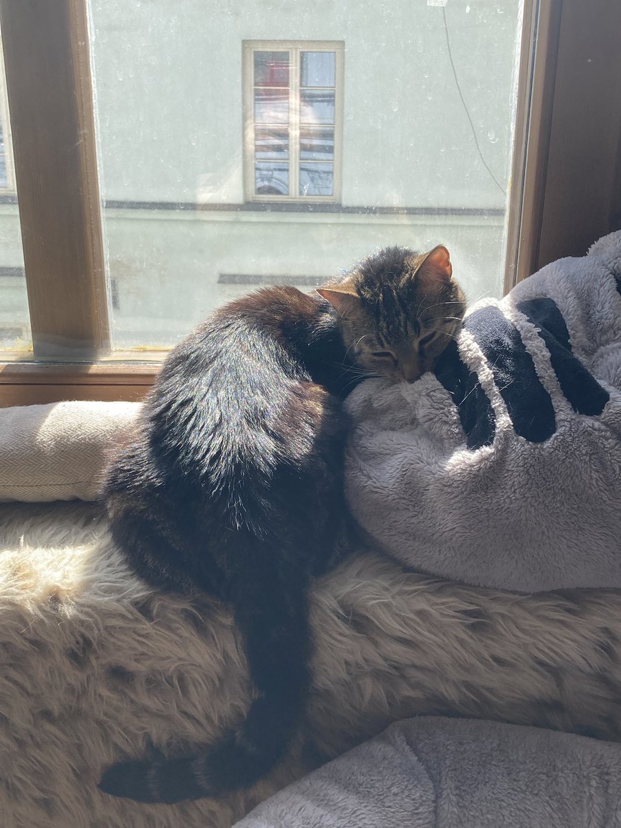 blouznivka tweet media