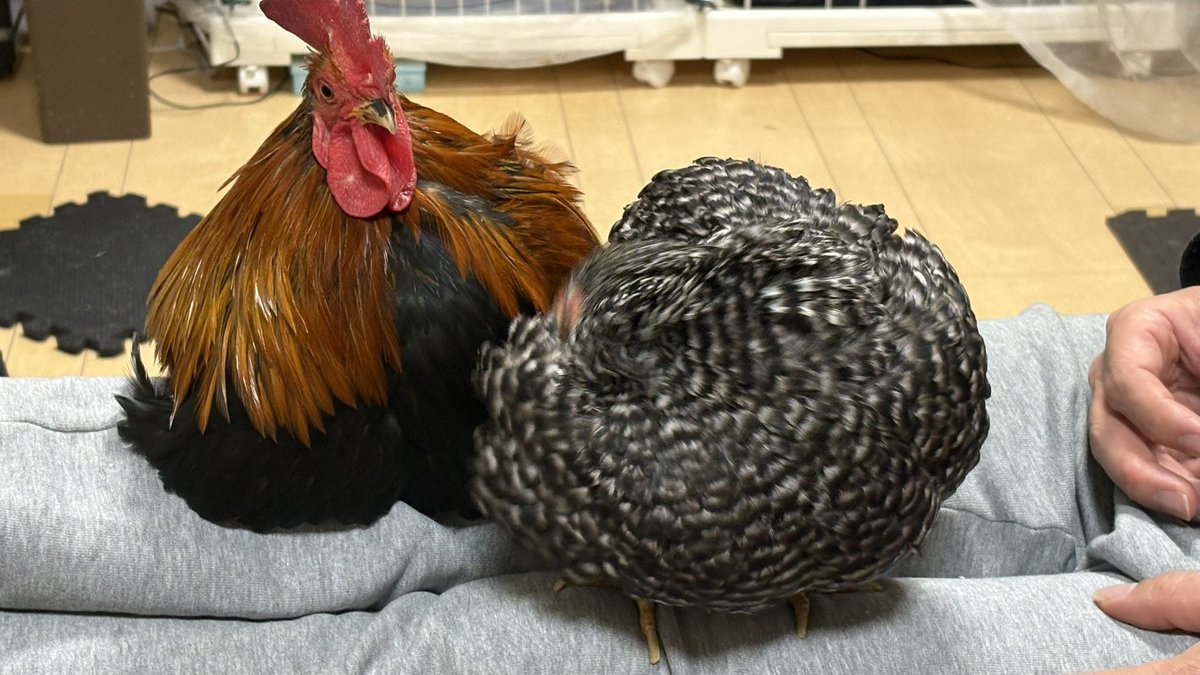 ちゃみ tweet media