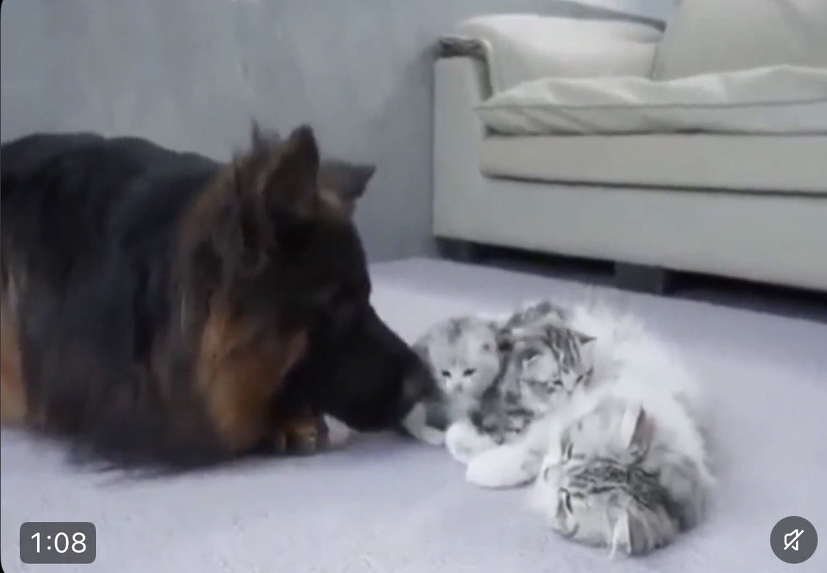 This Animal Made My Day tweet media