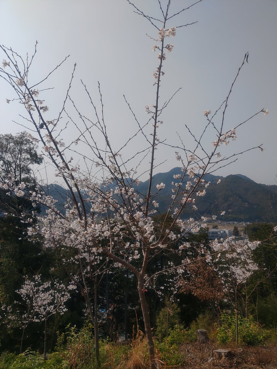 ギフNY870 tweet media