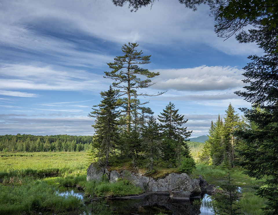 Wild Adirondacks tweet media