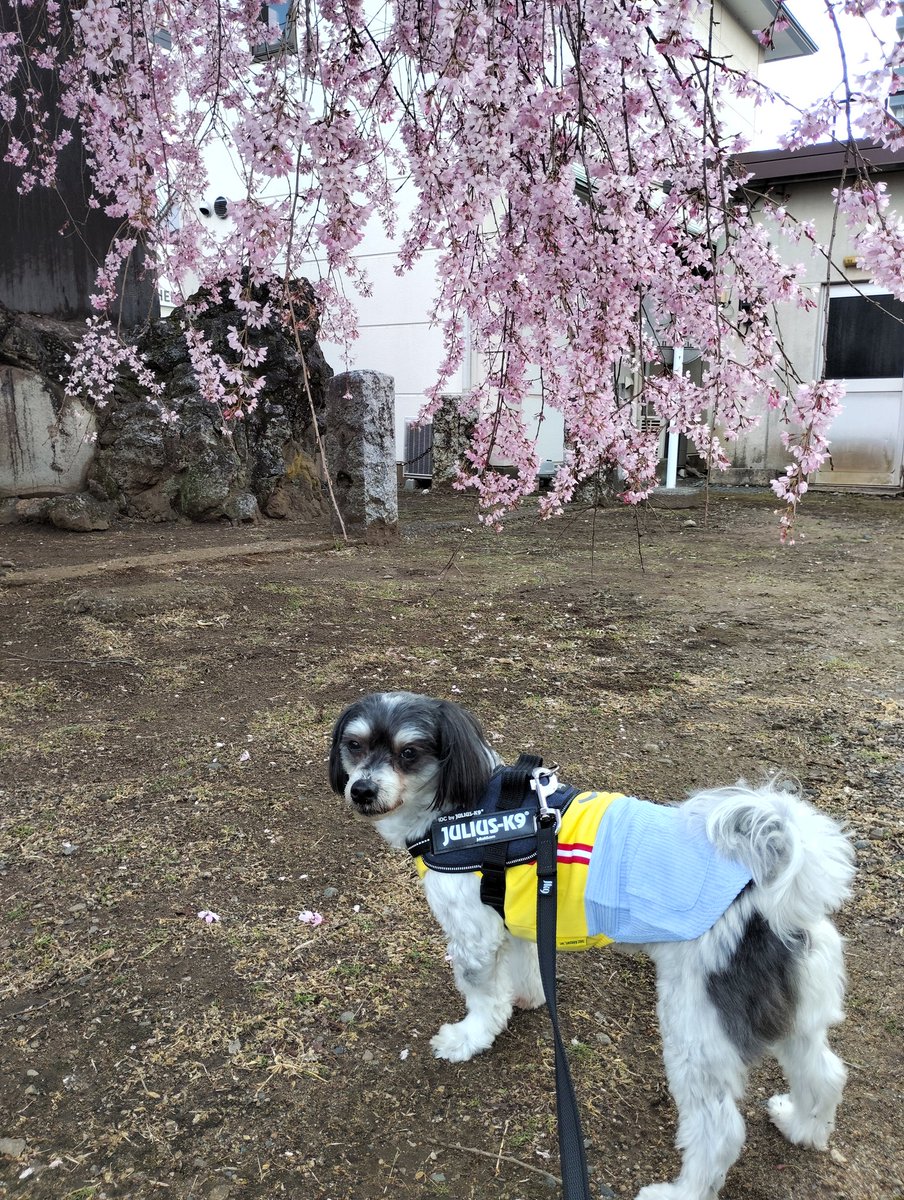 TTM：aki8564℗ 🌹🐷🌹 tweet media