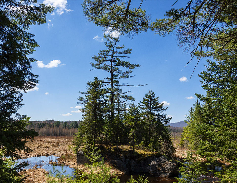 Wild Adirondacks tweet media