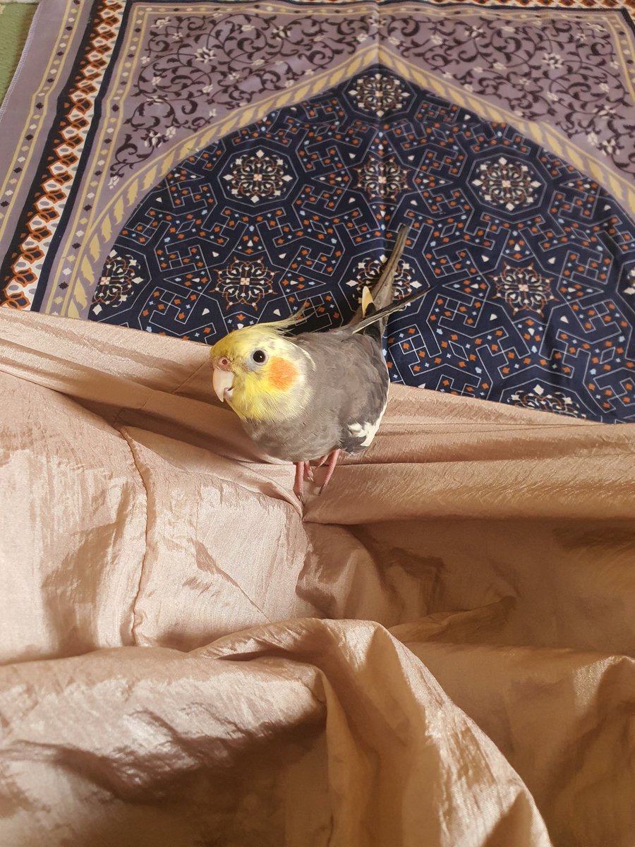 Acacicilnung N De Genkzz 🍣 tweet media