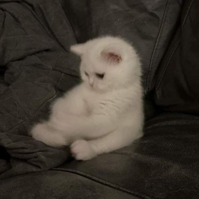 คุณหนูน้ำชา tweet media