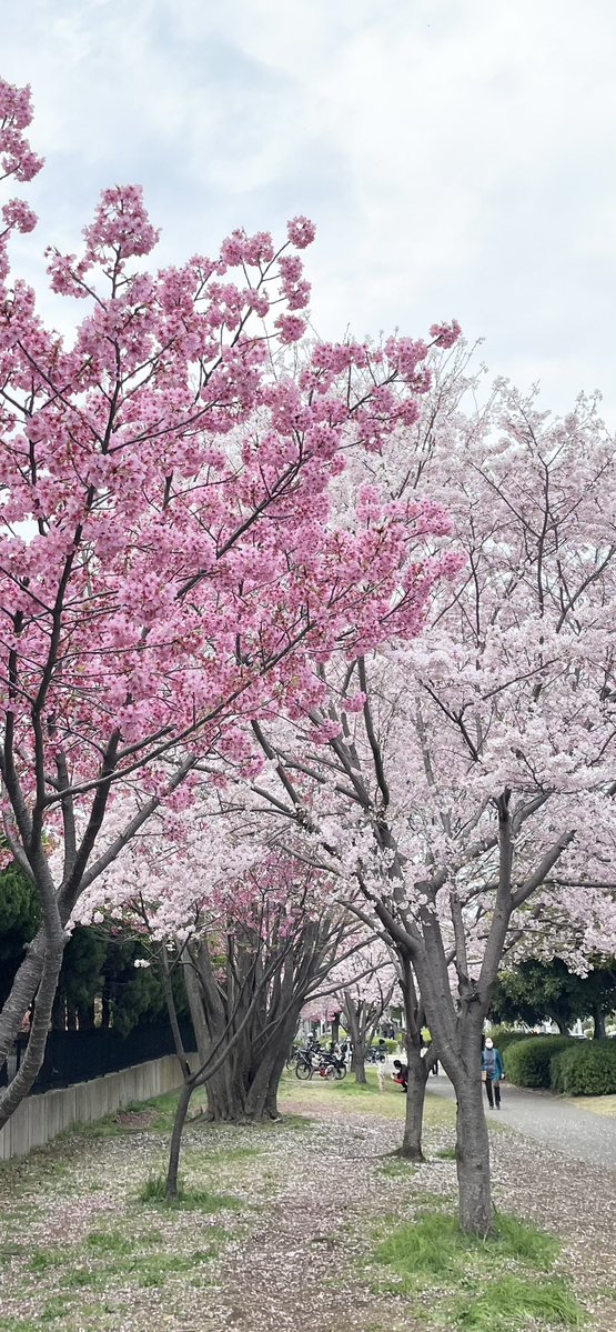 ナオノスケ☆🇫🇷 tweet media