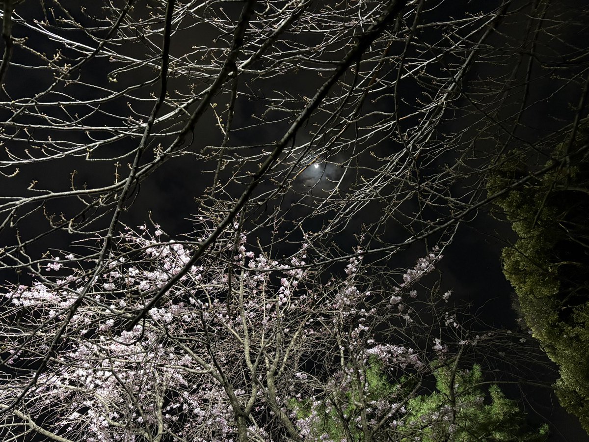 そよなほまれ＊ tweet media