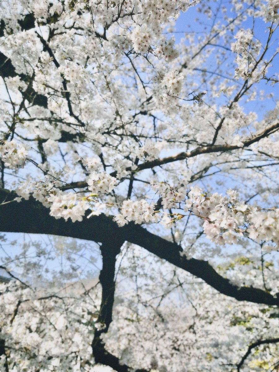 SAK. 🎙️ tweet media