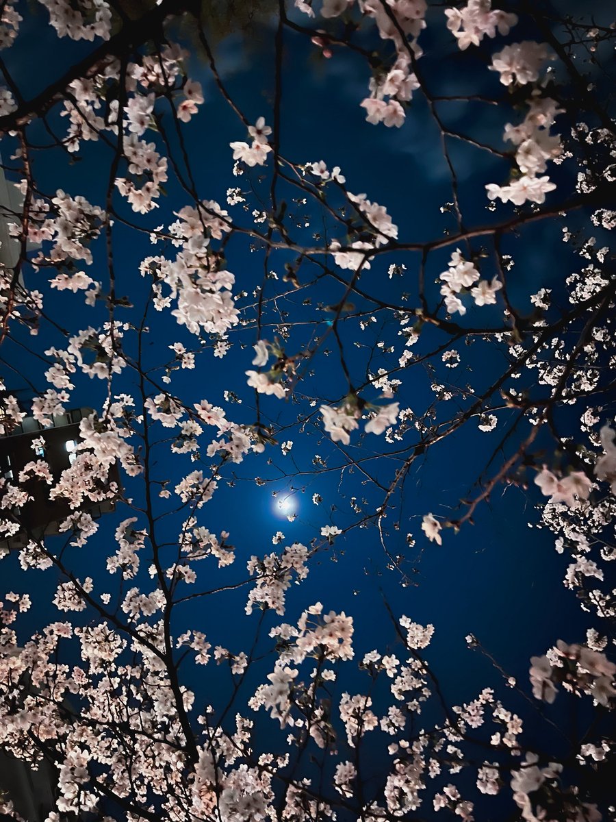 SAK. 🎙️ tweet media