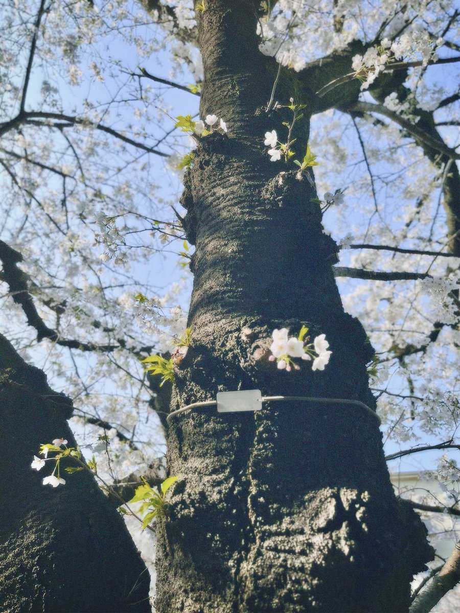 SAK. 🎙️ tweet media