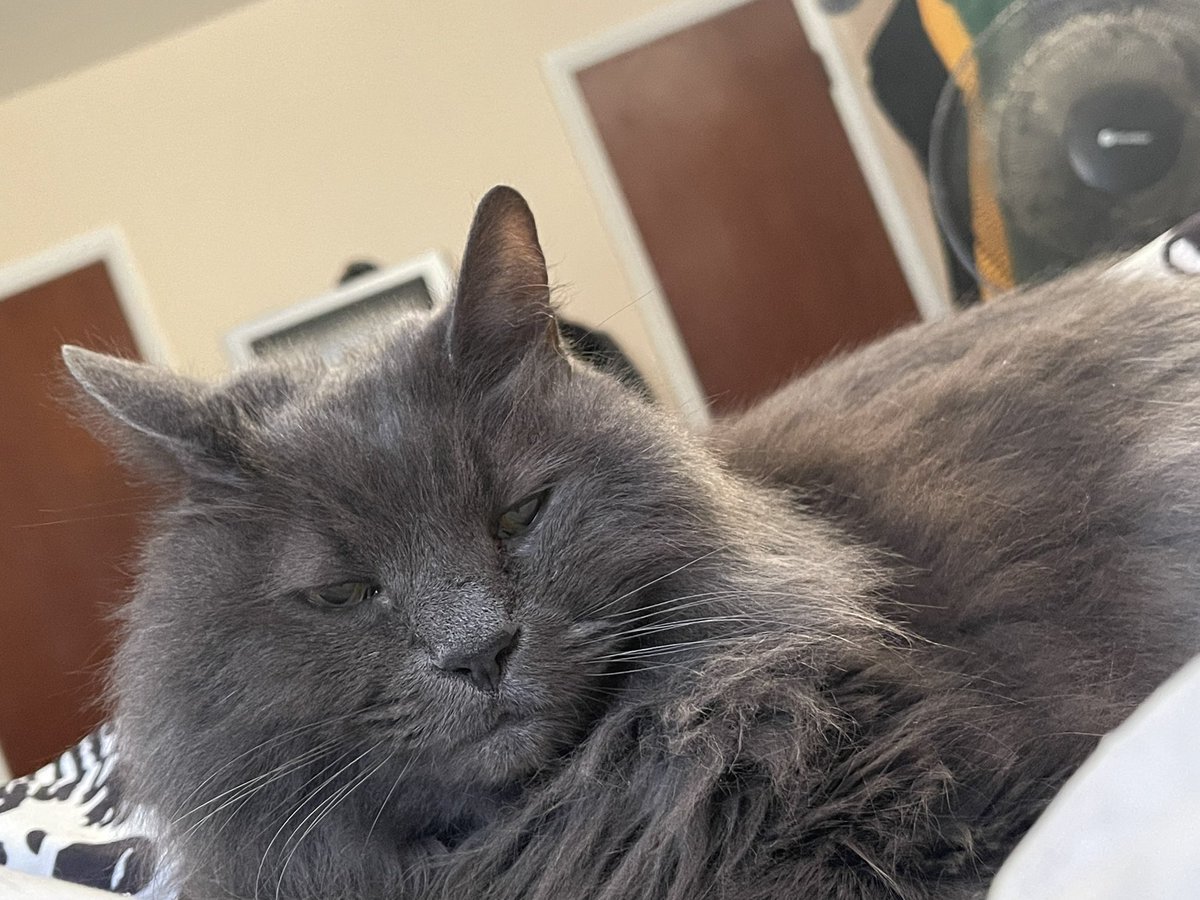 pepper 🌶️ & lugosi 🧛🏻‍♂️ tweet media