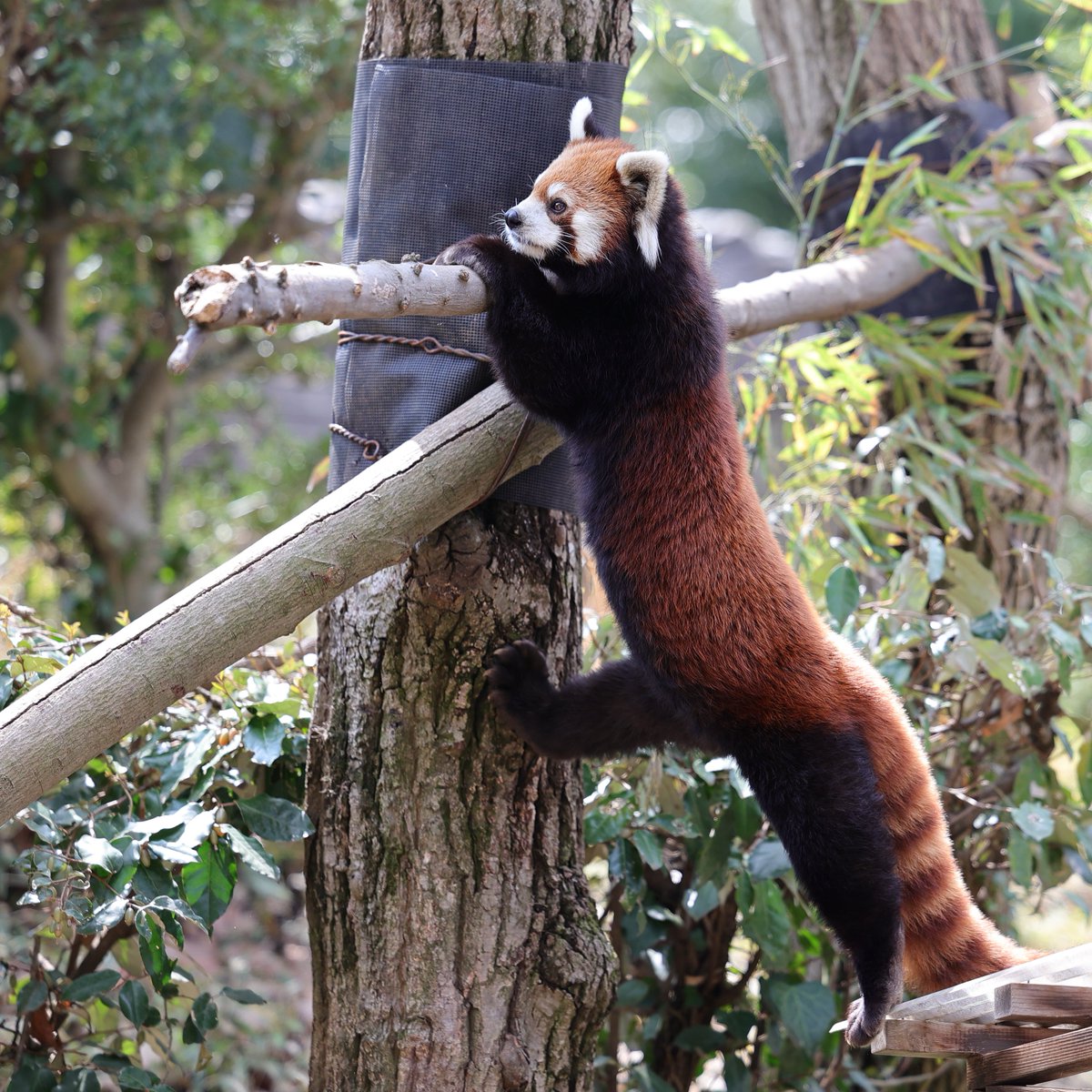 aoi_zoo_zoo's tweet image. いってきます
20260328 sat
#ズーラシア #まめたろう #レッサーパンダ 
Redpanda
7283
