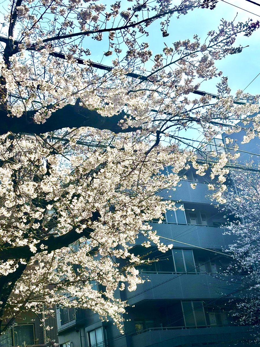 藤村忠生 tweet media