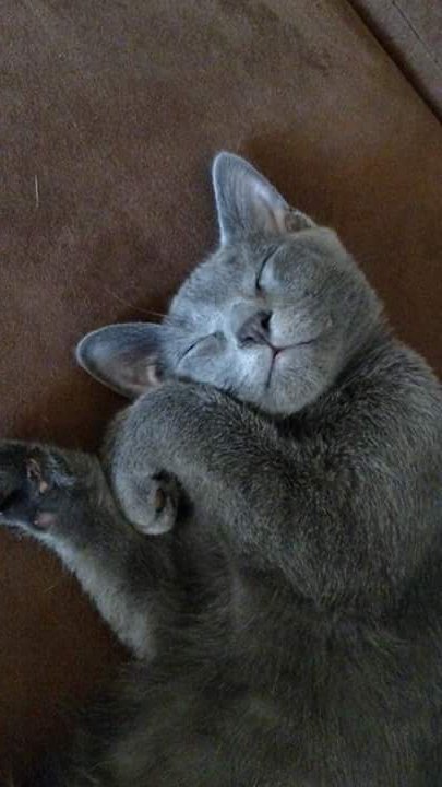 Charlie 🐶 & Nicky 🐱 tweet media