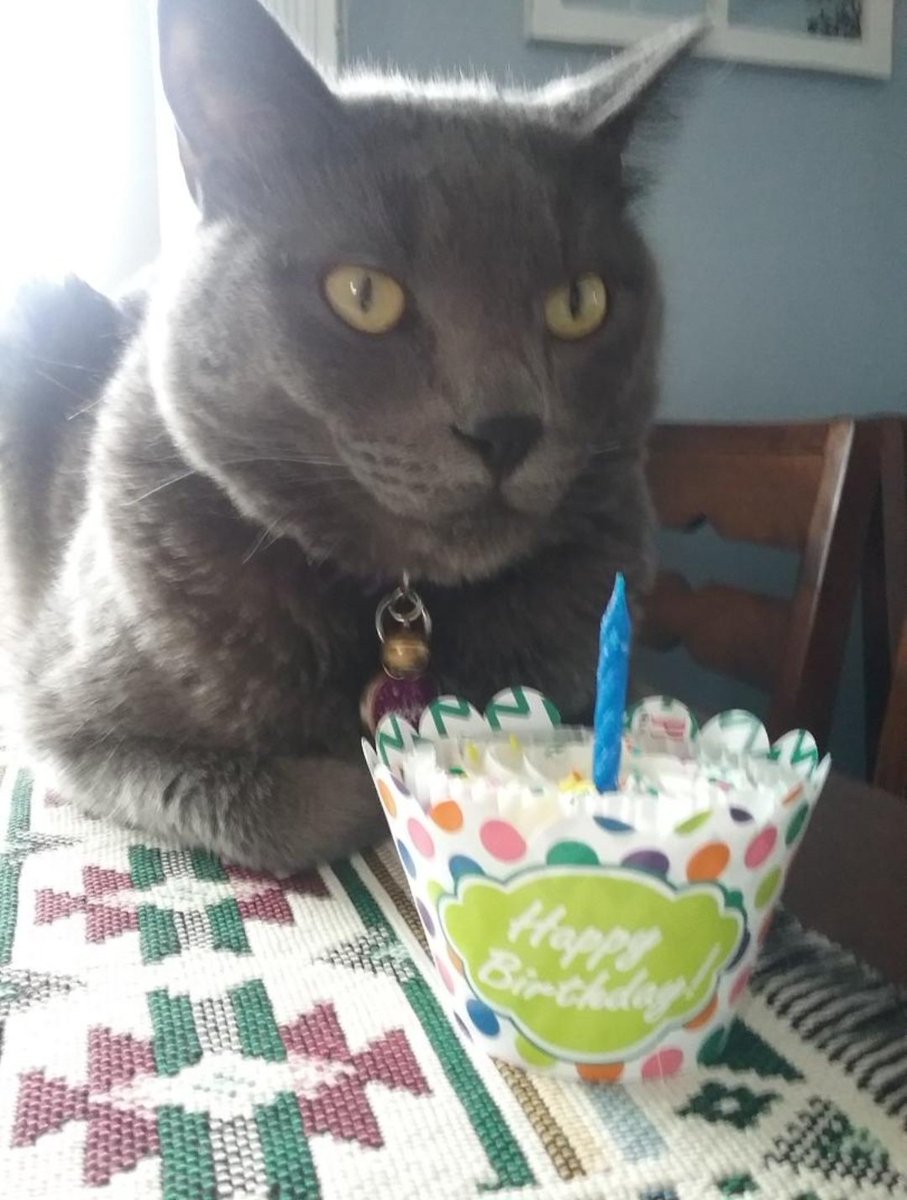 Charlie 🐶 & Nicky 🐱 tweet media