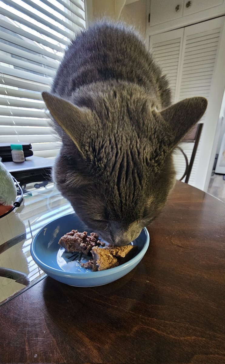 Charlie 🐶 & Nicky 🐱 tweet media