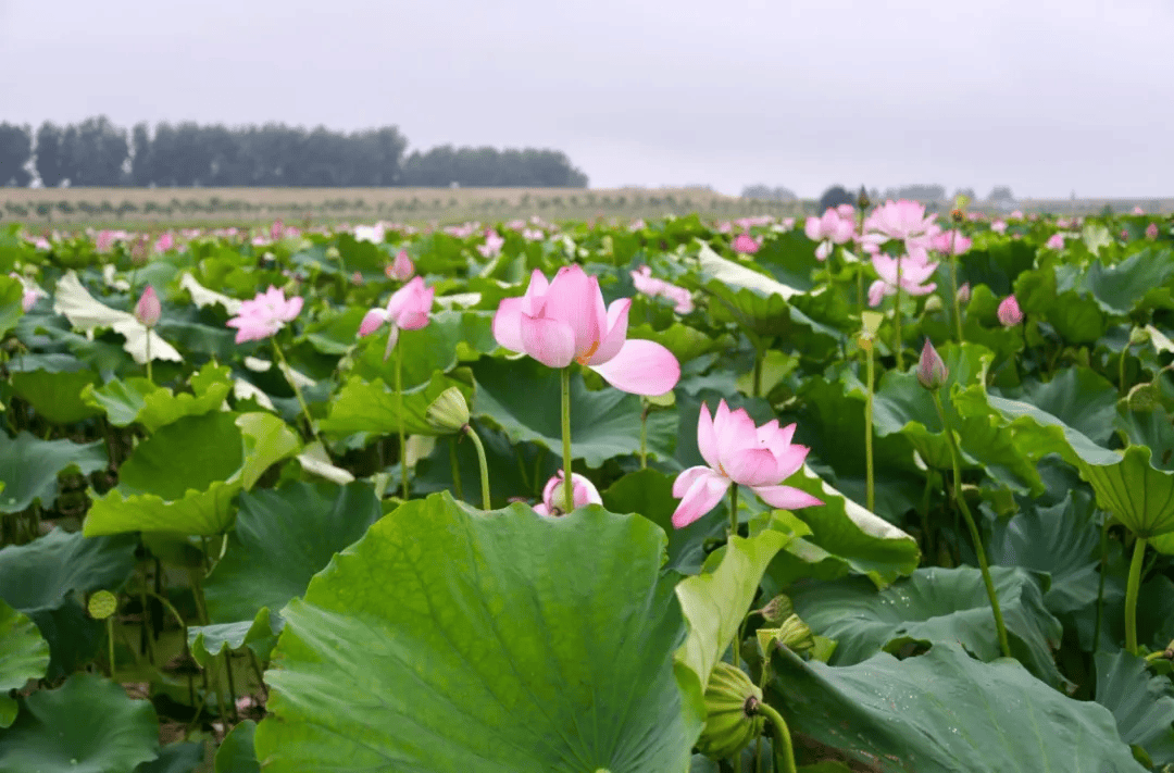 Hell Scott Blood tweet media