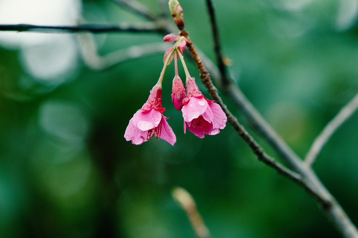 LUMIX S1 / LUMIX S 70-300mm F4.5-5.6 MACRO O.I.S
（相対的に）でかいだけあって28-200に比べてくっきりしてる気がする