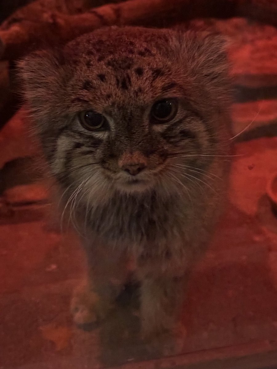 みどりʕ•ᴥ•ʔ tweet media