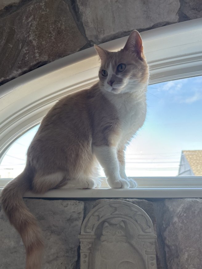 Ann Koplow tweet media