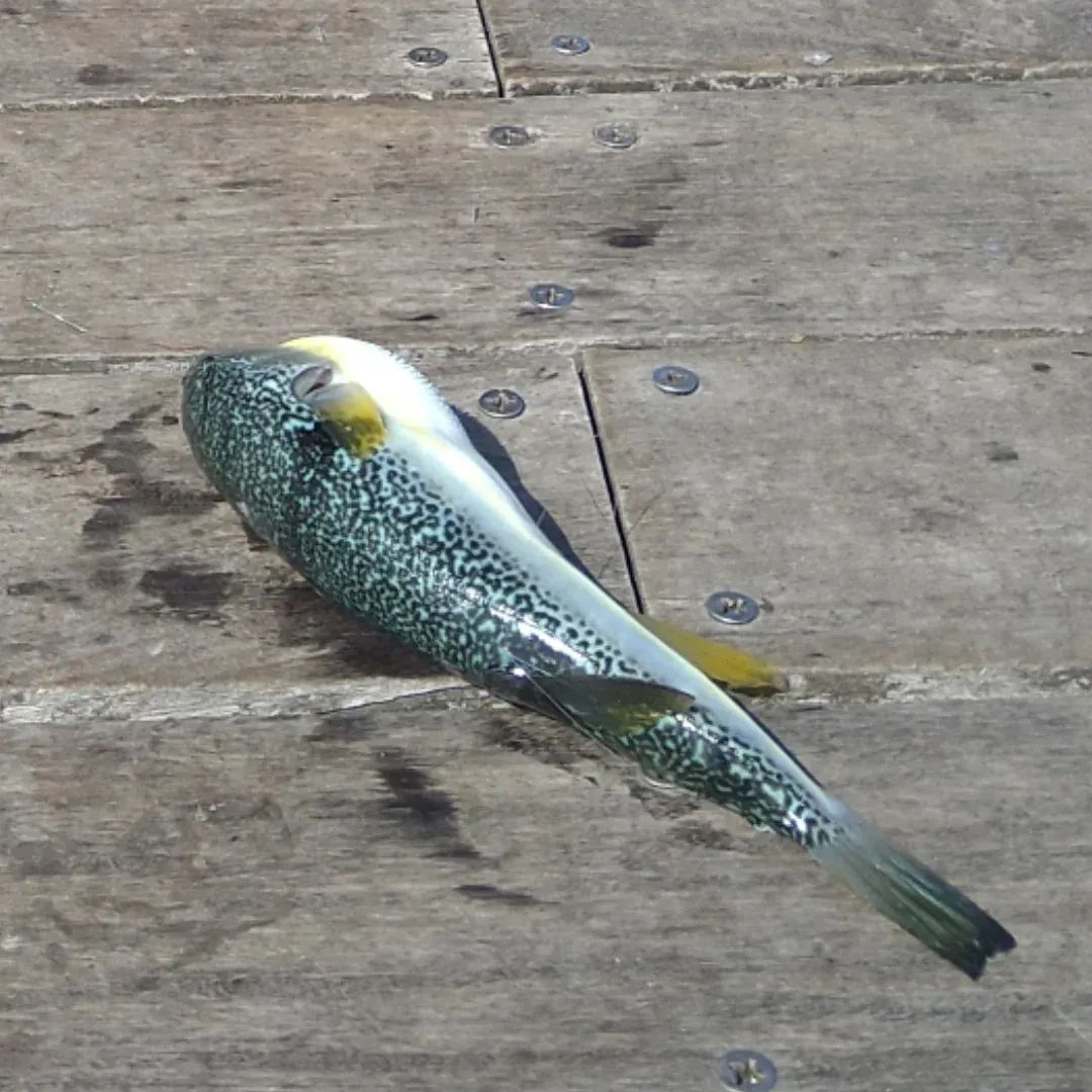 お父さん＠へでな士事務所 tweet media