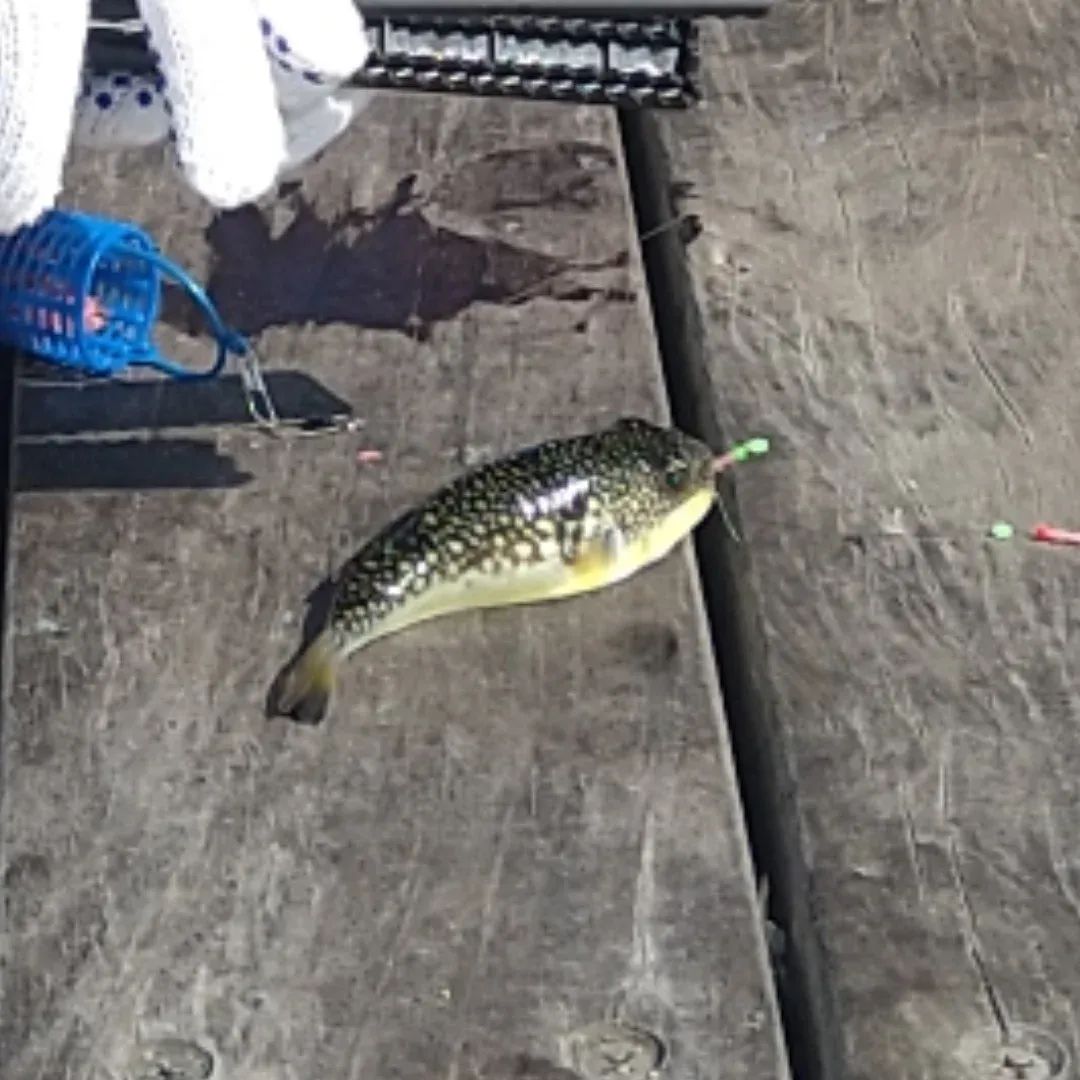 お父さん＠へでな士事務所 tweet media