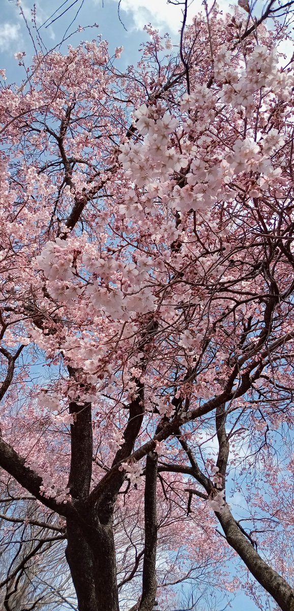 小池隆 tweet media