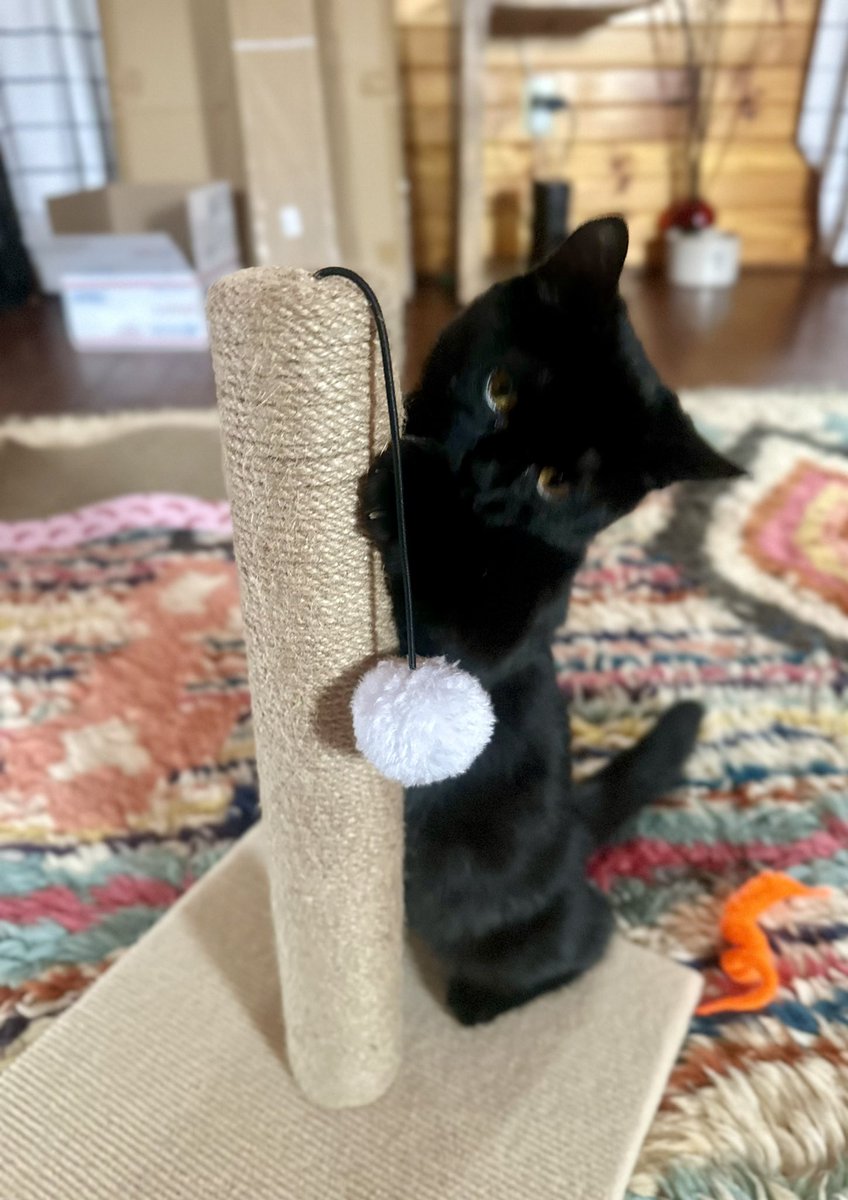 MachewsComics's tweet photo. The new girl eats comics...not gonna work out...the other one does not..#DealBreaker #Cats #DirtyMarketingTricks #BagofTricks #KnightWing https://t.co/YaiGTyQmQ5