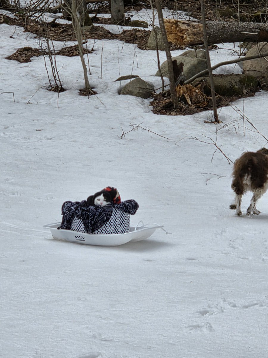 TheSprinklesCat's tweet image. A few more sledding videos + pics from 3 days ago! This was my 2nd run down the hill! Hope mew have a purrfect #Caturday!  Still in the 30's here today! Might go sledding again this afternoon! #cowcat #CatsOfTwitterX #AdoptDontShop #StaySafeFurrends