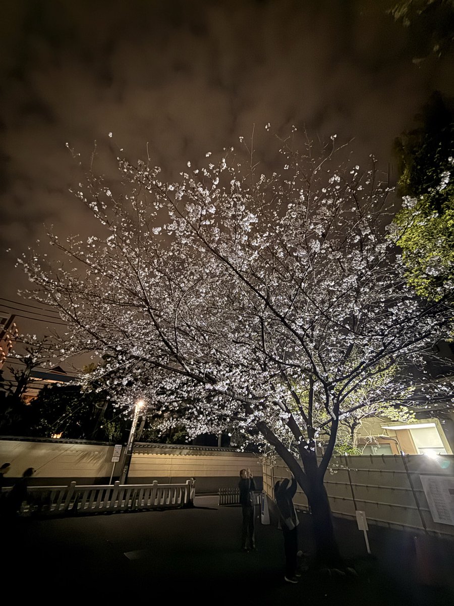 ロバート キャンベル tweet media