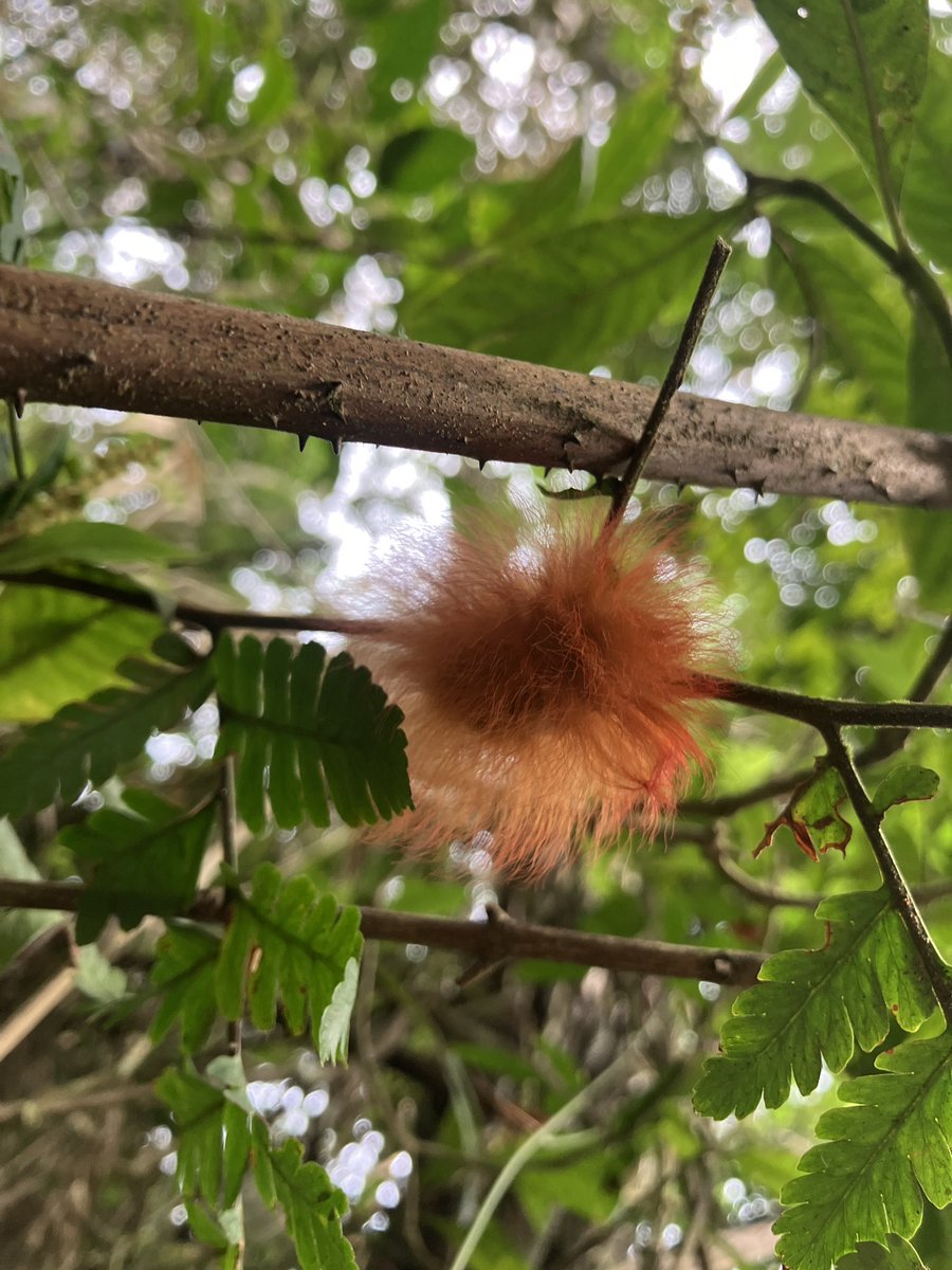 Younoid 🇧🇷 tweet media