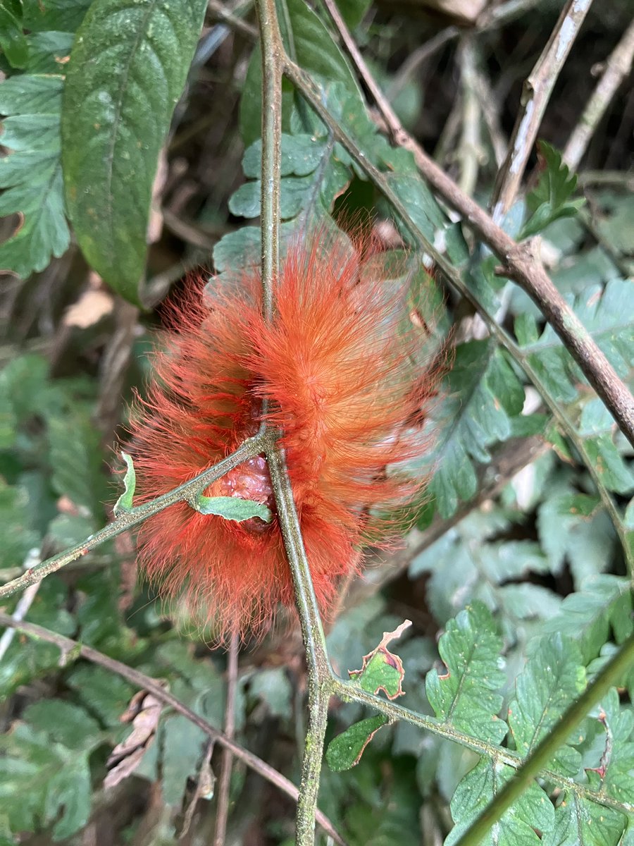 Younoid 🇧🇷 tweet media