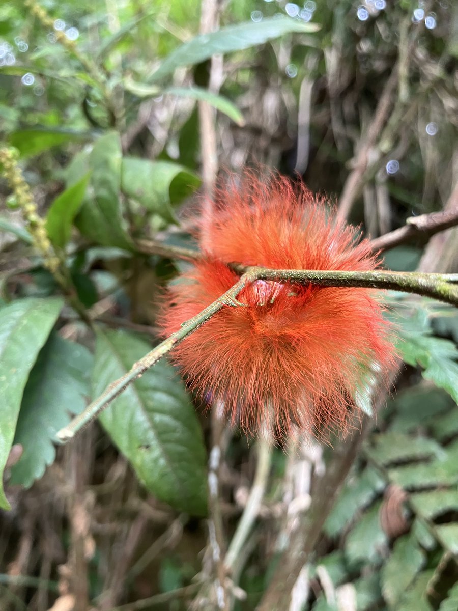 Younoid 🇧🇷 tweet media