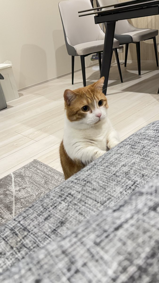 收放君 tweet media