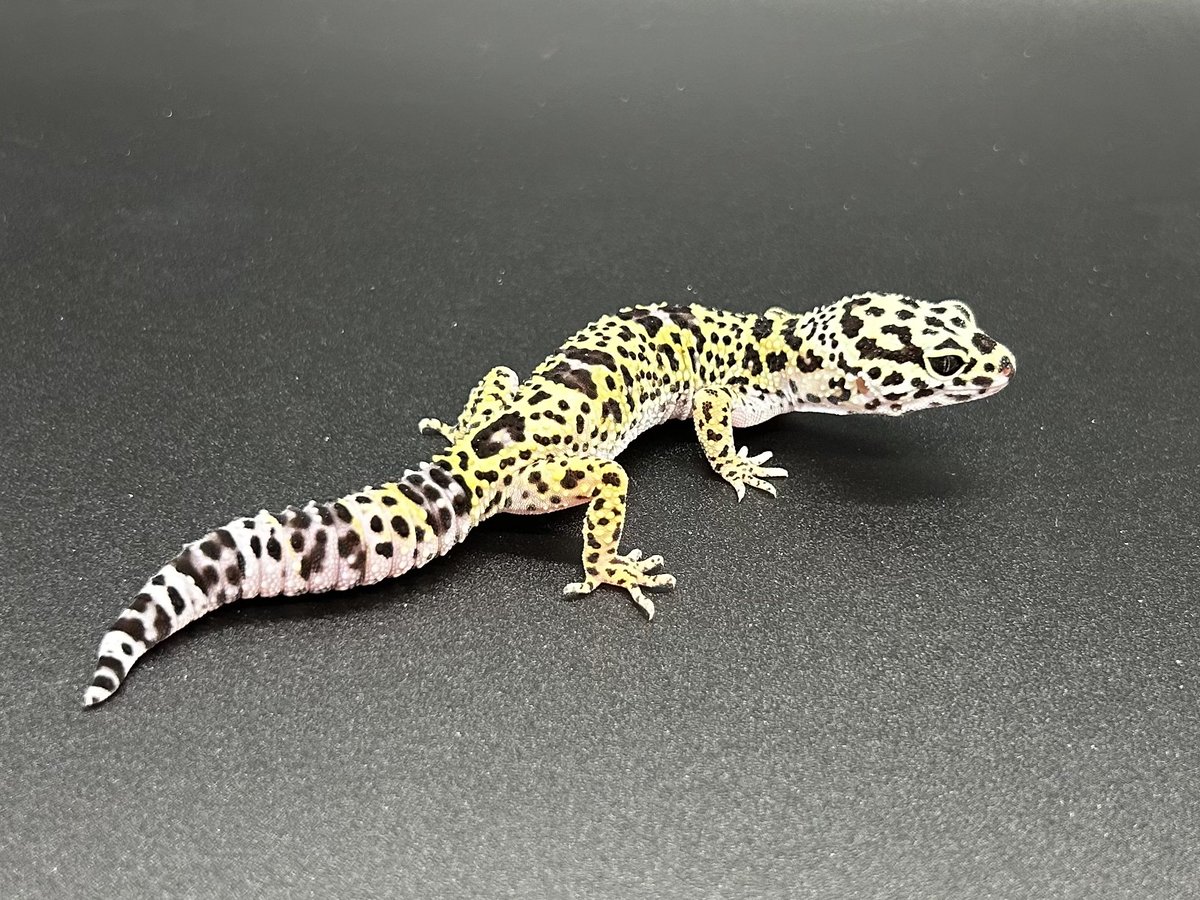 オグマさん【ちゃんねるRR】 tweet media