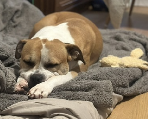 NMBewitched's tweet image. It is my honor to reintroduce this gloriously magical being
Our #DogoftheDay 
Keroppi😍😇🐸

Each of us has favorites
This boy always brings a smile, a laugh &amp;amp; a warm soul 

He is safe &amp;amp; adored in an #ACCFoster home 
But if you #adopt him, you could save 3 lives 

#AdoptMe