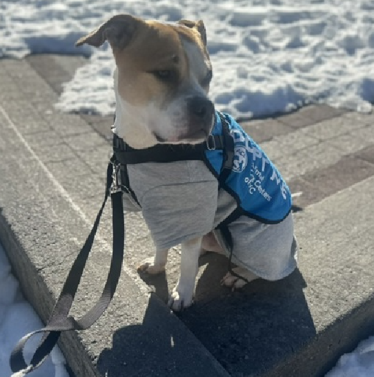 NMBewitched's tweet image. It is my honor to reintroduce this gloriously magical being
Our #DogoftheDay 
Keroppi😍😇🐸

Each of us has favorites
This boy always brings a smile, a laugh &amp;amp; a warm soul 

He is safe &amp;amp; adored in an #ACCFoster home 
But if you #adopt him, you could save 3 lives 

#AdoptMe