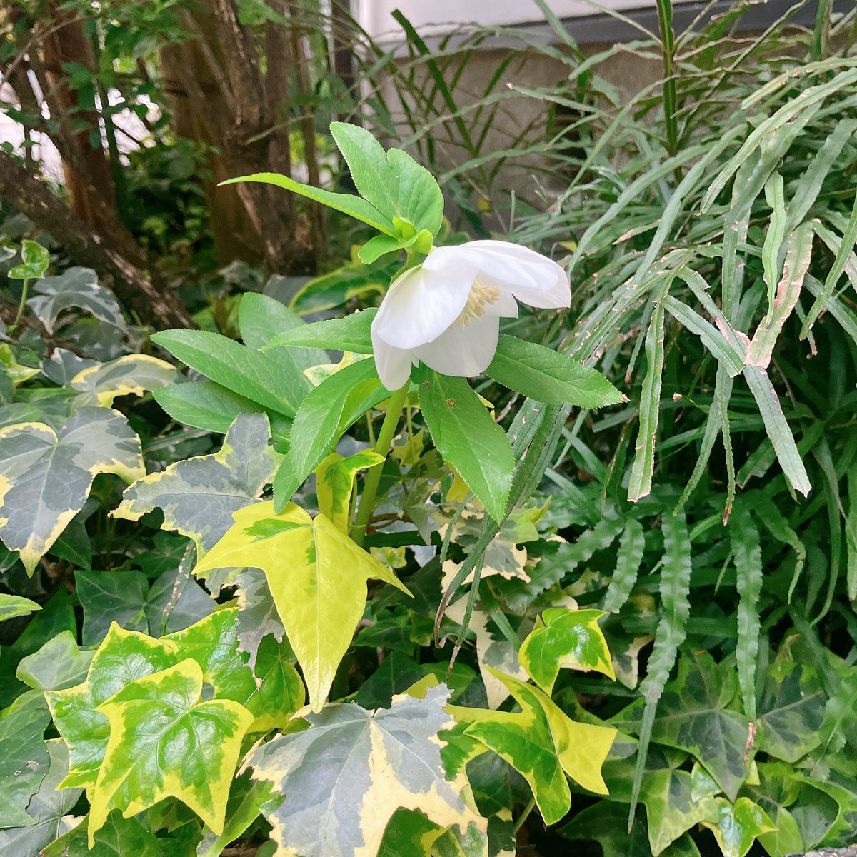『燻る骨の香り』表紙の蝶もいますよー。 和郎フラットのまわりで、硝子の花々に呼応するようにクリスマスローズやスミレが咲いていた。