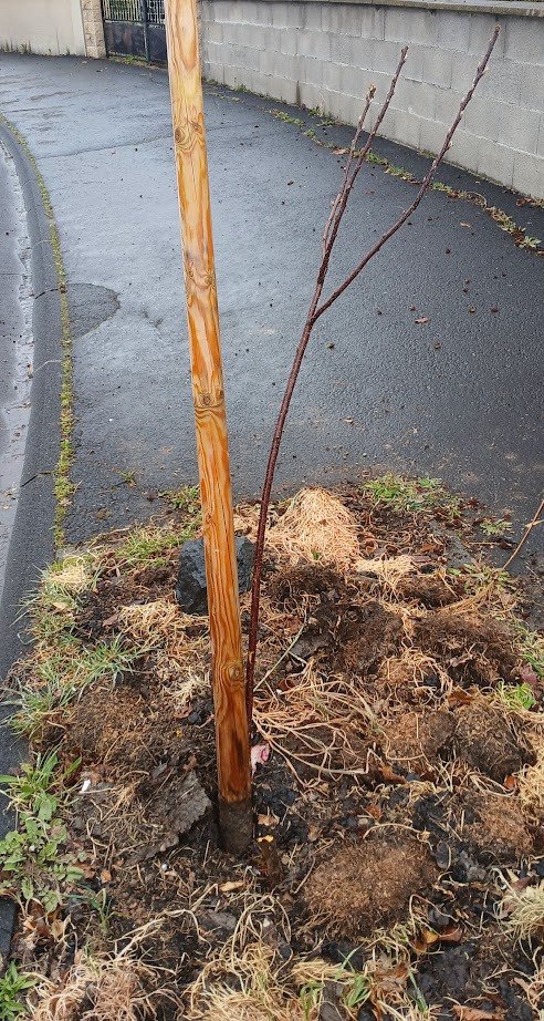 Agnes Ahlam tweet media