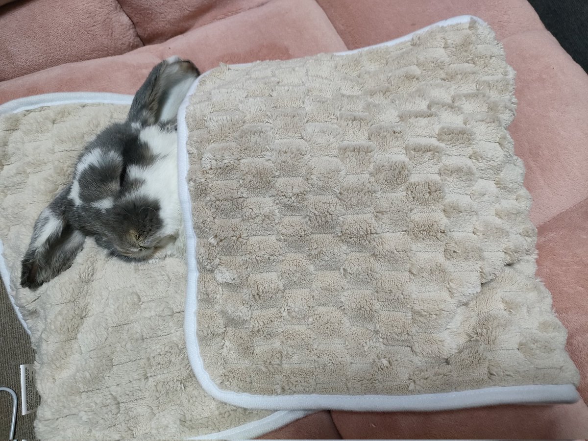 うさぱんち tweet media