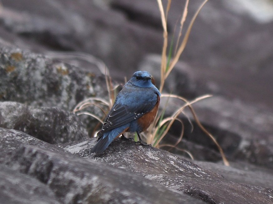 日高トモキチ@絵やら文やら写真やら tweet media