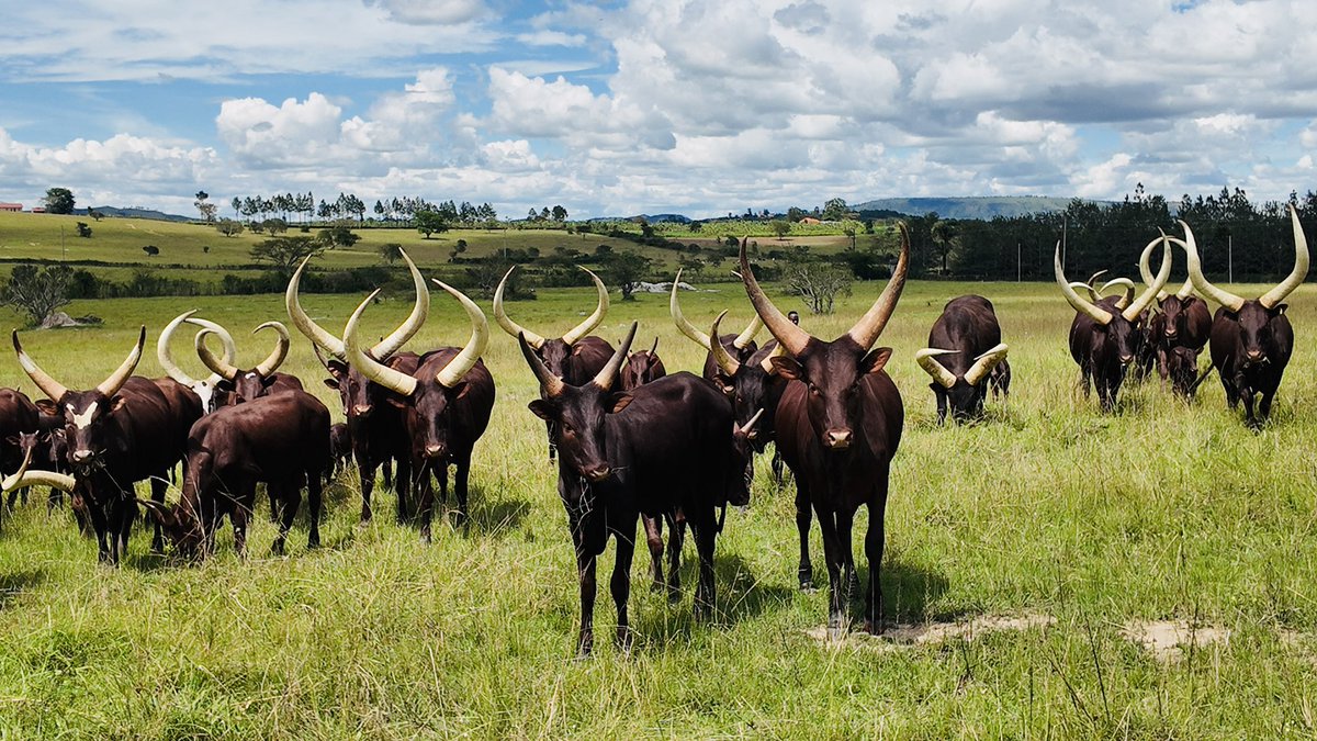 ᴛʀᴀᴠᴇʟ ꜱᴘᴇᴄɪᴀʟɪꜱᴛ 🇺🇬 tweet media