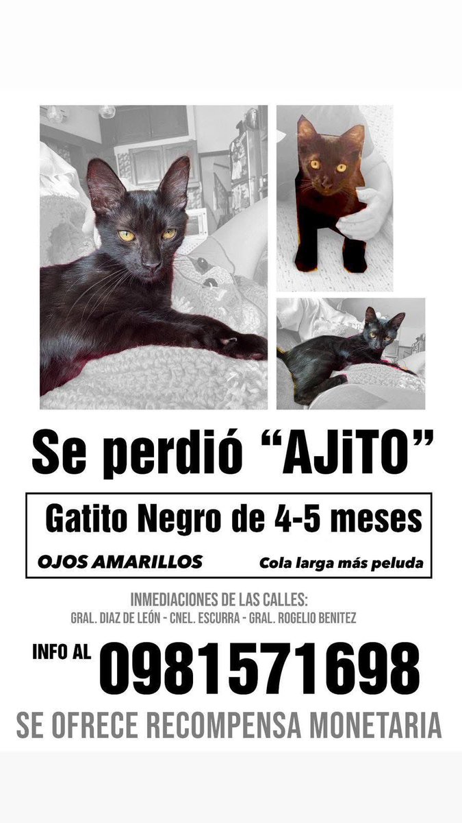 Salvando Hocicos Paraguay tweet media