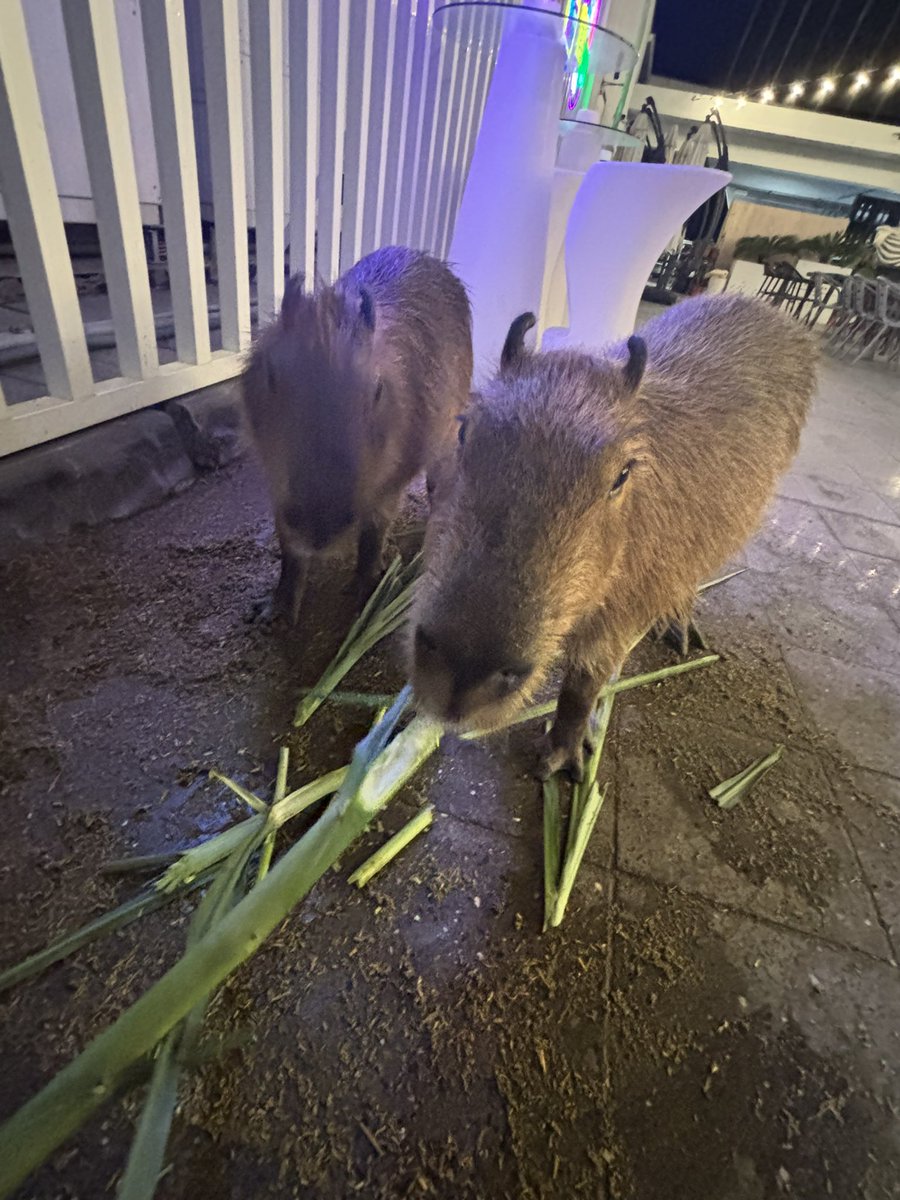 甜不辣𝕄𝕚𝕟🐶 tweet media