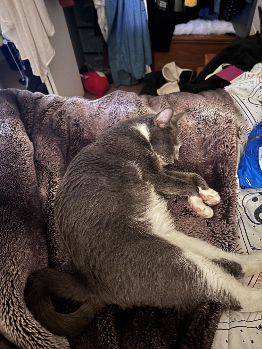 The little kitty has moved away for sure 🥺 
At least we got a few pictures with him before. 💔